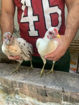 Galos e galinhas de pequeno porte 