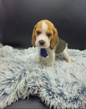 Filhote Beagle -  Fofo e Brincalhão