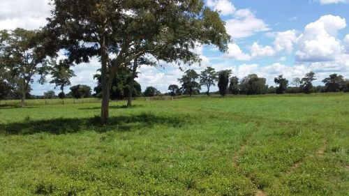 Explore o Paraíso Rural: Fazenda Excepcional à Venda em Cocalinho - MT