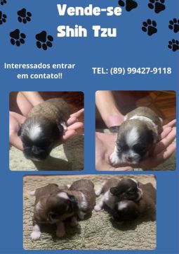 Filhotes Shih Tzu - Lindos e Saudáveis