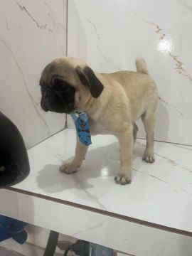 Vendo filhote macho Pug
