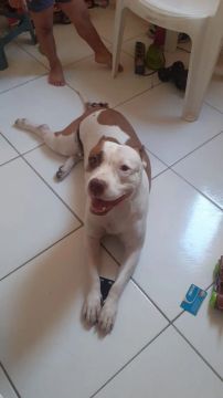 Pitbull fêmea disponível para adoção