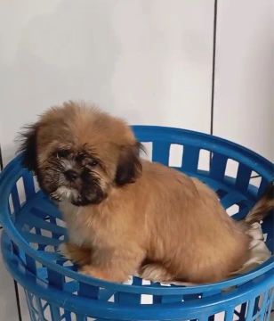 Shih tzu