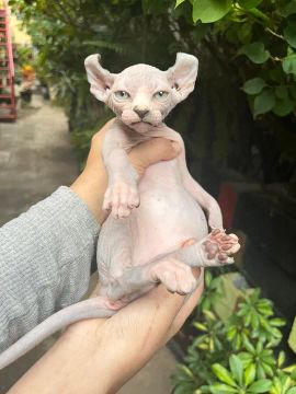 Gatos de veterinária Elfo , sphynx , maine coon , bengal, britsh, bambino
