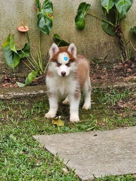 Filhote Husky Siberiano