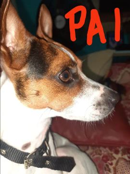 Fox Paulistinha disponíveis 