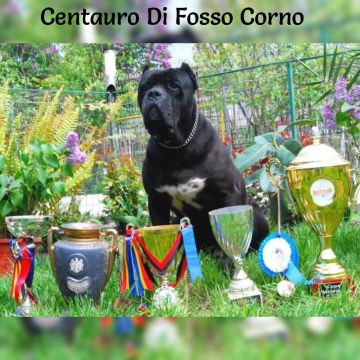 Venda de Filhotes de Cane Corso descendência do Centauro Di Fosso Corno