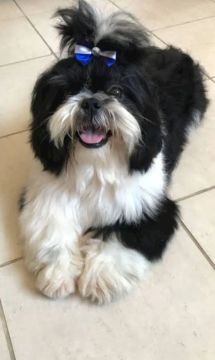 Shih Tzu macho bem pequeno- Adorável e Carinhosa