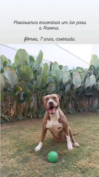 ADOÇÃO
