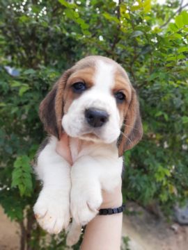 Canil Especializado na Raça Beagle Filhotes com Pedigree 