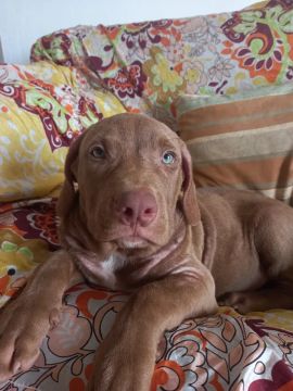 Vende-se filhote de pit bull monster 
