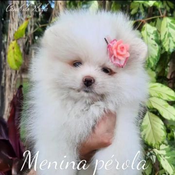 LULU DA POMERÂNIA 
