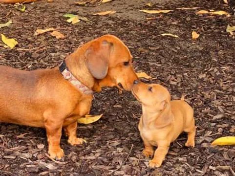 Filhotes de dachshound salsichinhas 