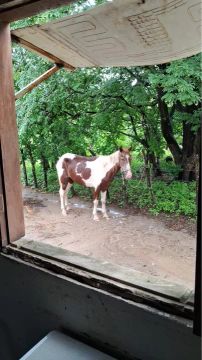 Cavalo a venda 