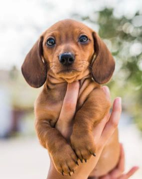 Teckel os mais fofos salsichas . Com pedigree 