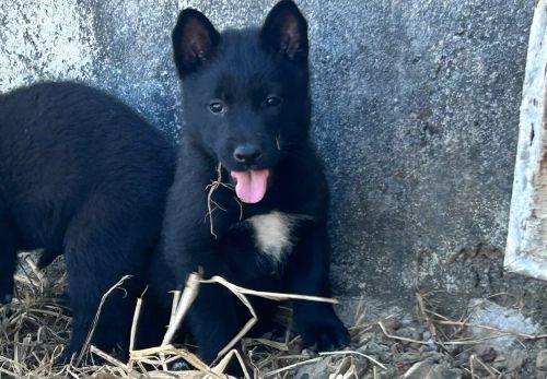 Filhotes de Malinois Preto (Black)
