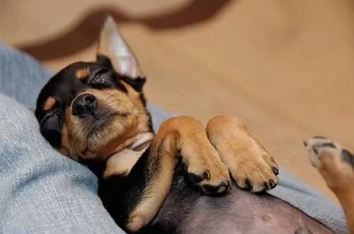 Pinscher - Pequeno no Tamanho, Gigante na Atitude!
