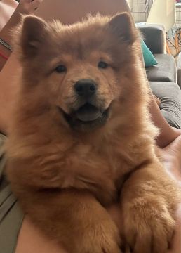 Filhote Chow Chow