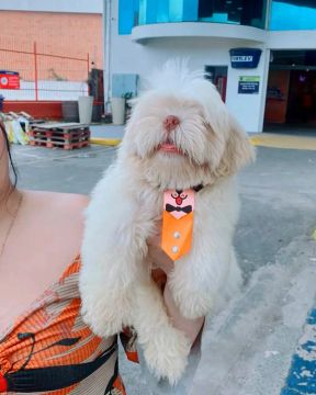 Vendo shih tzu Branco Areia aceito cartão 