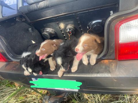 Filhote De Border Collie Fêmea 
