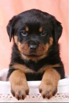 Rottweiler cabeça de touro 