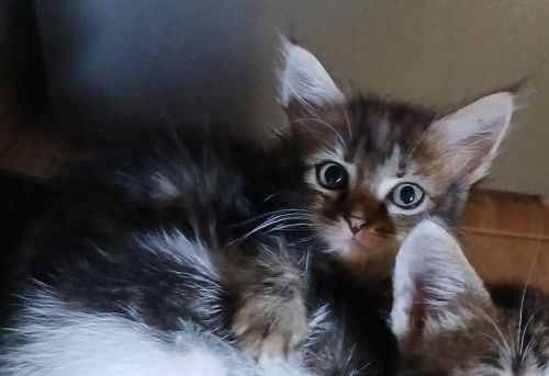 Gatinha para Adoção