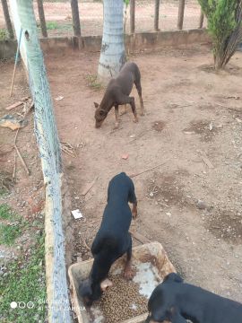 Dois filhotes de Doberman para adoção