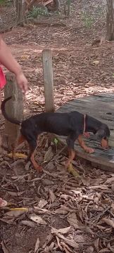 Filhote de Beagle