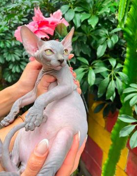 Gato pelado _ sphynx / Elfo / Maine coon / British / bengal _ gatil de veterinário