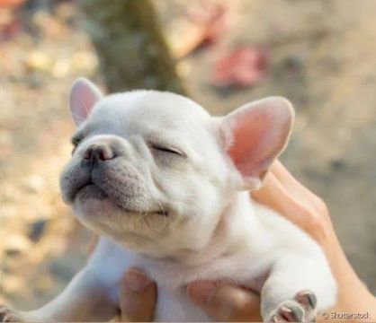 Bulldogue Francês Tá Fazendo Cosiguinha Mamãe 