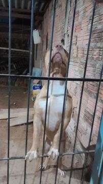 Pitbull monster macho