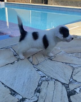 JACK RUSSELL TERRIER C PEDIGREE