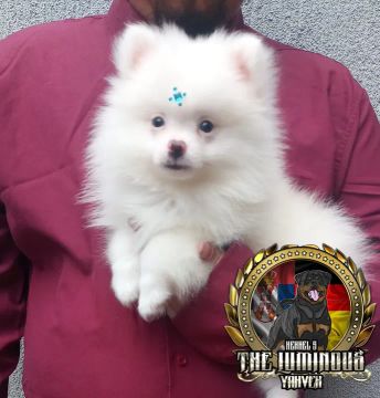 Filhote de Spitz Alemão