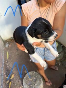 Doação de filhotinhos!!