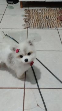 Filhote de Spitz Alemão