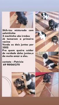 Shih-tzu com salsichinha 