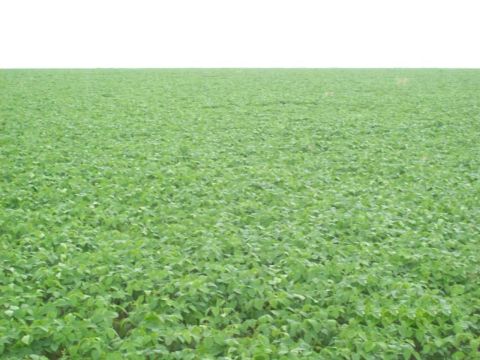 Fazenda 17.000 hect em Água Boa MT. Aberto 9.700 hect 550 milhoes