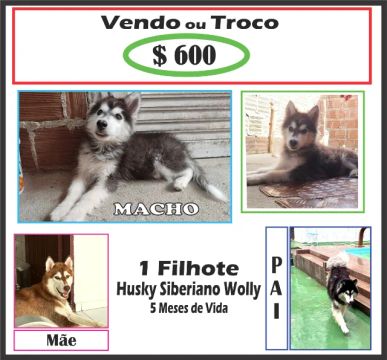Vendo ou Troco Filhote de Husky Siberiano Wolly ( Macho )