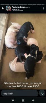 Filhotes de Bull Terrier - Promoção!