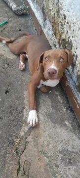 Cachorro pit bull lindo 