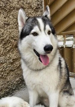 Adoção responsável: Husky Siberiano com Pedigree
