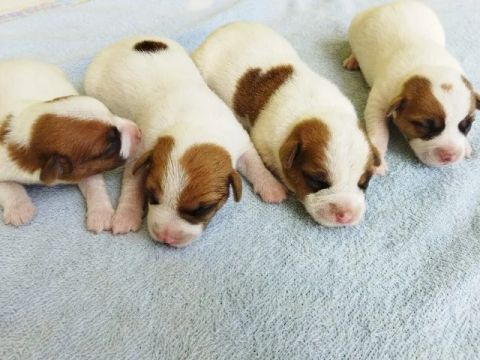 OFERTA - Filhote de Jack Russell Terrier - Vacinado e com Pedigree - 12x no Cartão