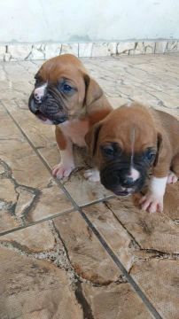 Boxer Macho Tigrados