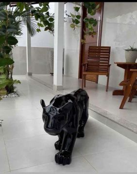 Felinos área externa 