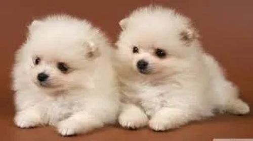 lulu da pomerania macho e femea disponivel