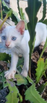 Gatinho branco com olhos azuis