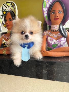 Filhote de Spitz alemão anão macho 