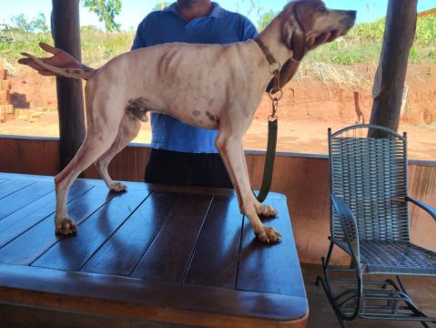 Cachorro pointer inglês 