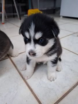 Filhote Husky Siberiano