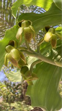 Muda Orquídea Catasetum 